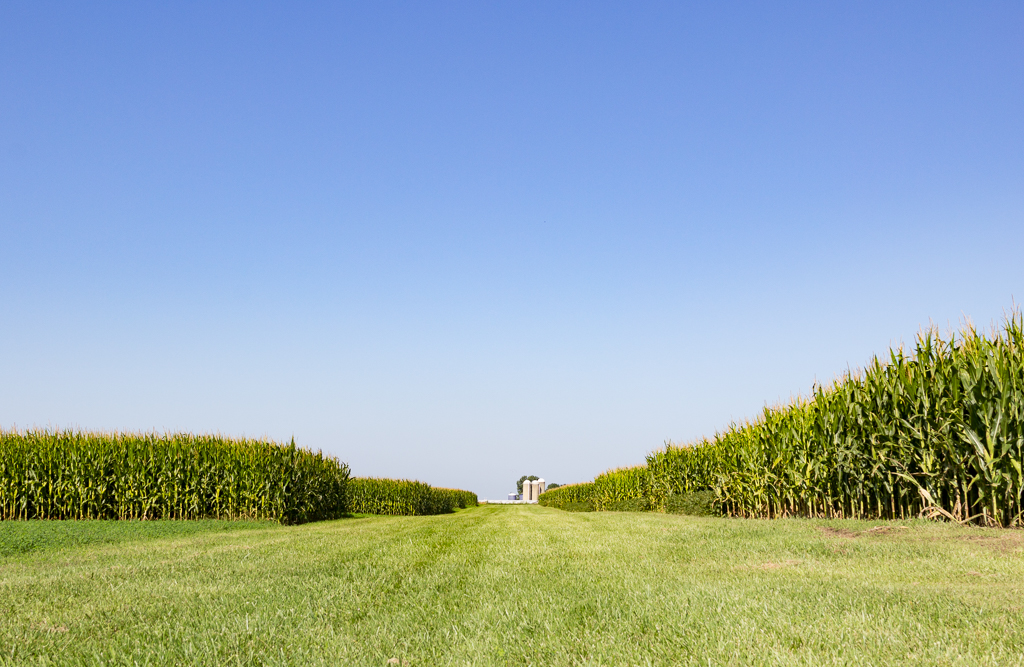 picture of corn field
