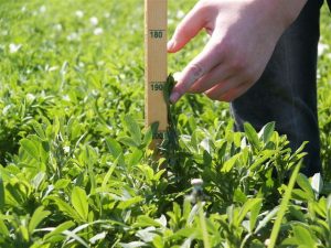 Harvesting alfalfa to ensure quality feedstuff