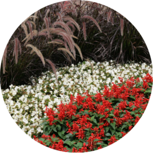 border of red and white flowers