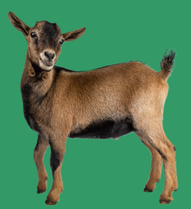 CANCELLED: May 15 Goat Project Meeting