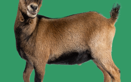 CANCELLED: May 15 Goat Project Meeting