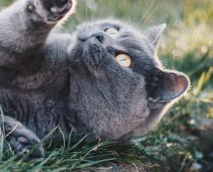 New Cat Project meeting dates