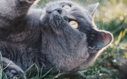 New Cat Project meeting dates