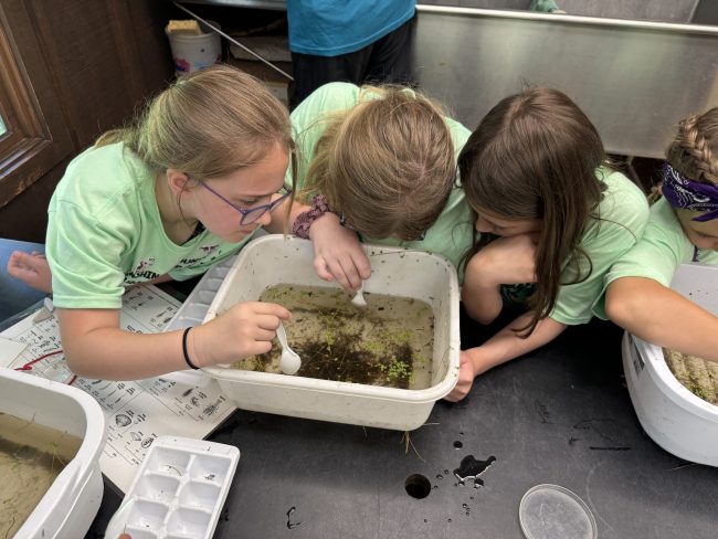 several girls studying a basin full of pond water