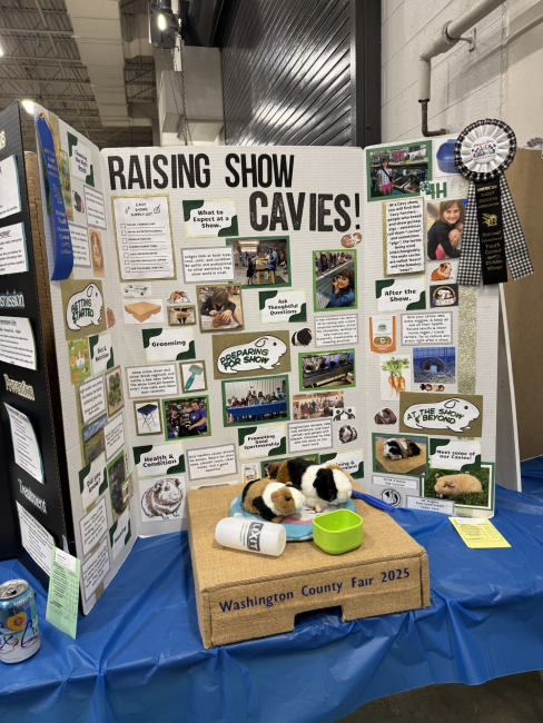 county fair display of a cavy project exhibit